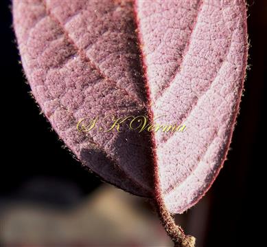  Leaf-Abaxial view